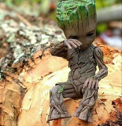 deforestation groot